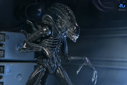 Aliens 2: (1986 Movie) - Ultimate Xenomorph Warrior (40th Anniversary) 23cm Actionfigur NECA 2026